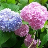 Kako napraviti plavu hortenziju